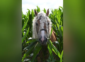 Haflinger, Stute, 11 Jahre, 150 cm, Hellbrauner