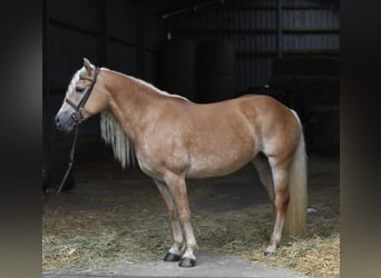 Haflinger, Stute, 11 Jahre, 150 cm, Hellbrauner