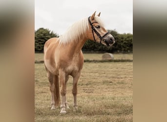 Haflinger, Stute, 11 Jahre, 152 cm