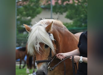 Haflinger, Stute, 11 Jahre, 152 cm, Fuchs