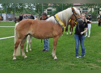Haflinger, Stute, 11 Jahre, 152 cm, Fuchs