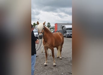 Haflinger, Stute, 11 Jahre, 152 cm, Fuchs