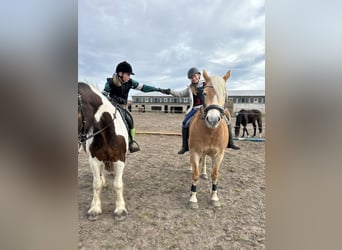 Haflinger, Stute, 11 Jahre, 154 cm, Falbe