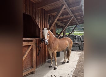 Haflinger, Stute, 11 Jahre, 154 cm