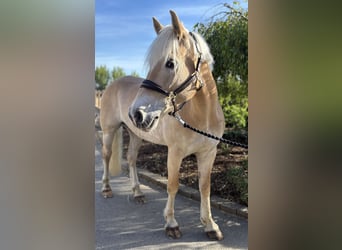 Haflinger, Stute, 11 Jahre, 155 cm, Fuchs