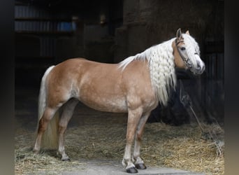 Haflinger, Stute, 11 Jahre, 155 cm, Palomino