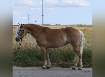 Haflinger, Stute, 11 Jahre, 155 cm, Palomino