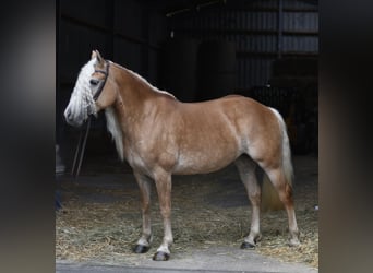 Haflinger, Stute, 11 Jahre, 155 cm, Palomino