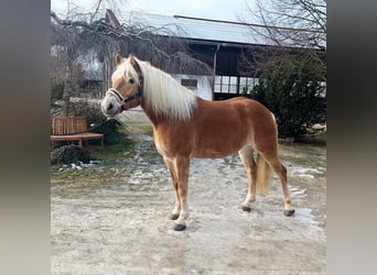Haflinger, Stute, 11 Jahre, Fuchs