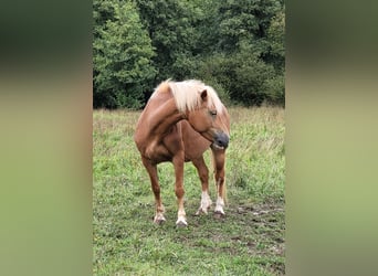 Haflinger, Stute, 12 Jahre, 138 cm, Fuchs