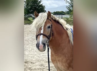 Haflinger, Stute, 12 Jahre, 143 cm