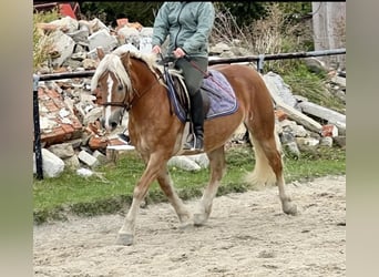 Haflinger, Stute, 12 Jahre, 143 cm