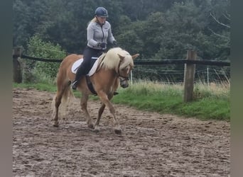 Haflinger, Stute, 12 Jahre, 145 cm, Fuchs