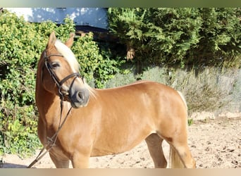 Haflinger, Stute, 12 Jahre, 145 cm, Fuchs