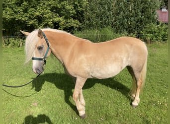 Haflinger, Stute, 12 Jahre, 146 cm, Fuchs