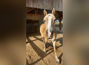 Haflinger, Stute, 12 Jahre, 147 cm, Fuchs