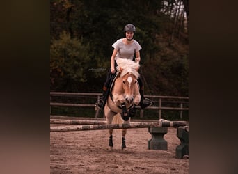 Haflinger, Stute, 12 Jahre, 147 cm, Fuchs