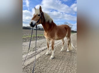 Haflinger, Stute, 12 Jahre, 150 cm