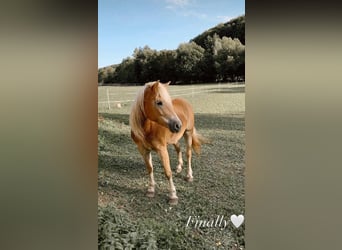 Haflinger, Stute, 12 Jahre, 150 cm, Fuchs
