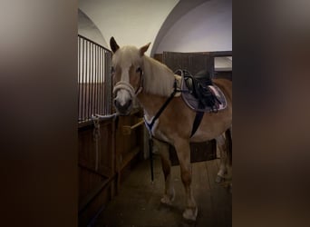 Haflinger, Stute, 12 Jahre, 150 cm, Fuchs