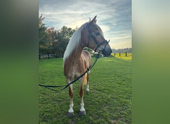 Haflinger, Stute, 12 Jahre, 150 cm, Fuchs