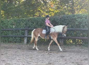 Haflinger, Stute, 12 Jahre, 150 cm, Fuchs
