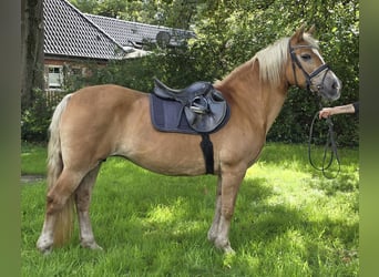 Haflinger, Stute, 12 Jahre, 150 cm, Fuchs