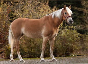 Haflinger, Stute, 12 Jahre, 150 cm, Fuchs