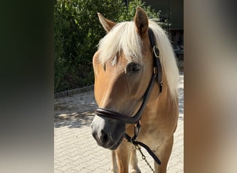 Haflinger, Stute, 12 Jahre, 150 cm, Fuchs