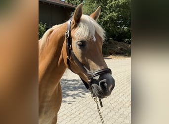 Haflinger, Stute, 12 Jahre, 150 cm, Fuchs