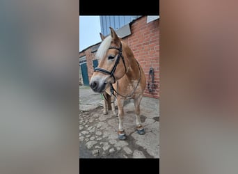 Haflinger, Stute, 12 Jahre, 152 cm