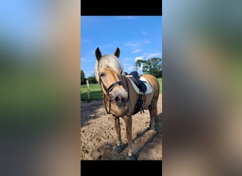 Haflinger, Stute, 12 Jahre, 152 cm