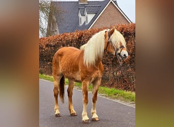 Haflinger, Stute, 12 Jahre, 153 cm