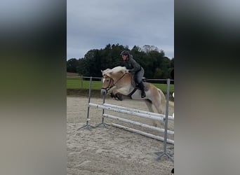 Haflinger, Stute, 12 Jahre, 153 cm, Rotfuchs