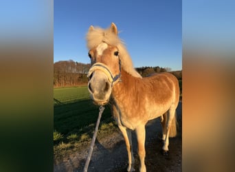 Haflinger, Stute, 12 Jahre, 153 cm, Rotfuchs