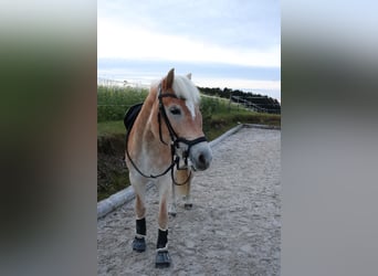 Haflinger, Stute, 12 Jahre, 153 cm, Rotfuchs