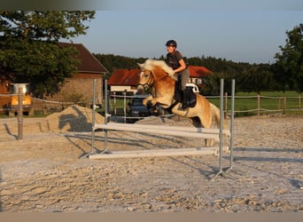 Haflinger, Stute, 12 Jahre, 153 cm, Rotfuchs
