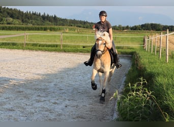 Haflinger, Stute, 12 Jahre, 153 cm, Rotfuchs