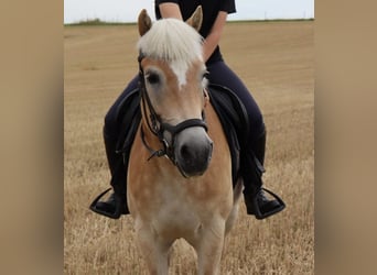 Haflinger, Stute, 12 Jahre, 153 cm, Rotfuchs