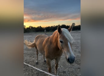 Haflinger, Stute, 12 Jahre, 154 cm, Falbe