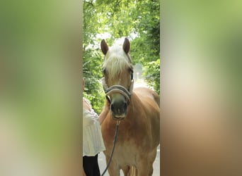 Haflinger, Stute, 12 Jahre, 155 cm, Fuchs