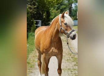 Haflinger, Stute, 12 Jahre, 158 cm