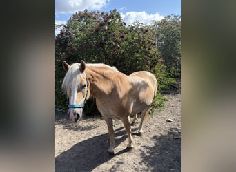 Haflinger, Stute, 12 Jahre, 158 cm, Fuchs