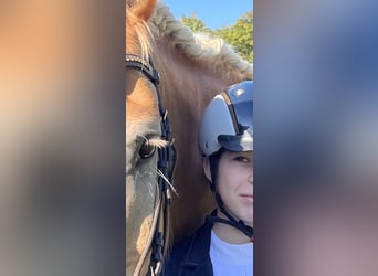 Haflinger, Stute, 12 Jahre, 160 cm, Buckskin
