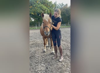 Haflinger, Stute, 13 Jahre, 135 cm, Fuchs