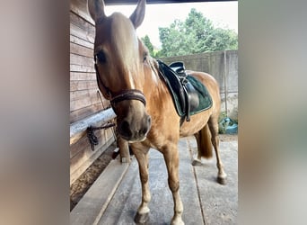 Haflinger, Stute, 13 Jahre, 140 cm, Fuchs