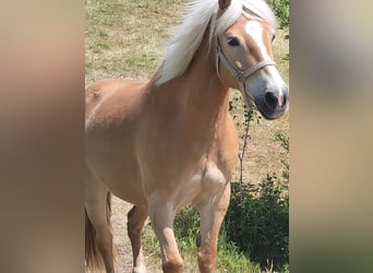 Haflinger, Stute, 13 Jahre, 145 cm, Fuchs
