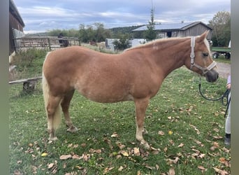 Haflinger, Stute, 13 Jahre, 146 cm