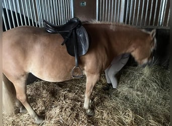 Haflinger, Stute, 13 Jahre, 146 cm
