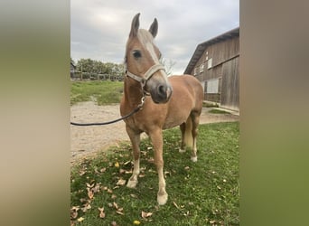 Haflinger, Stute, 13 Jahre, 146 cm